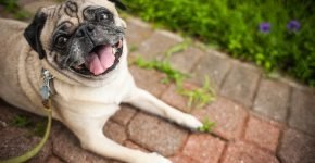 Pug