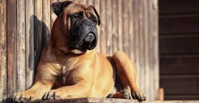 Bullmastiff