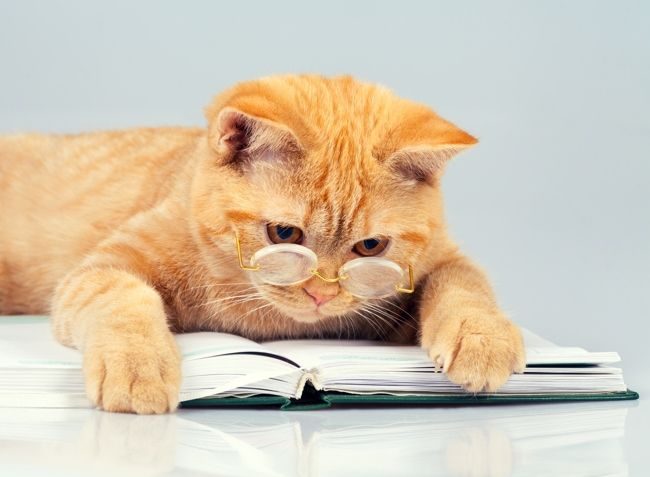 Il britannico dai capelli rossi è un vero aristocratico, con una parte di snobismo felino e una personalità pronunciata Il britannico dai capelli rossi è un vero aristocratico, con una parte di snobismo felino e una personalità pronunciata