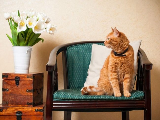 I gatti rossi portano gioia e felicità ai loro proprietari I gatti rossi portano gioia e felicità ai loro proprietari