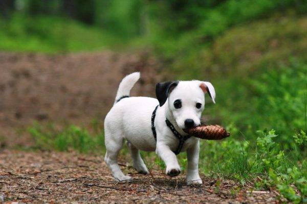 addestramento del cucciolo