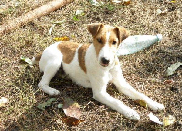 squadra di cuccioli per mentire