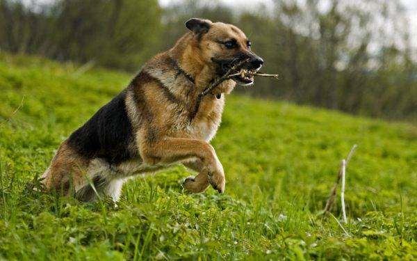 addestramento del cane adulto