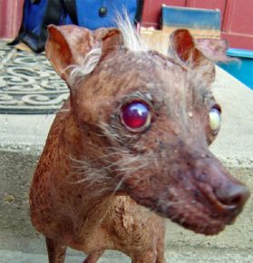 Il cane più spaventoso del mondo con gli occhi rossi