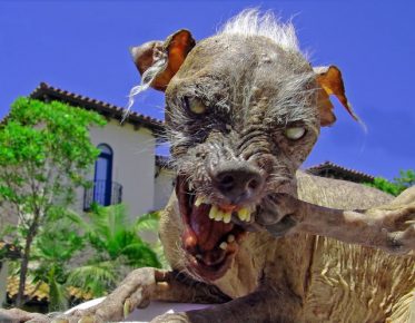Il cane più spaventoso di nome Sam