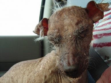 Verruche al cane più spaventoso del mondo