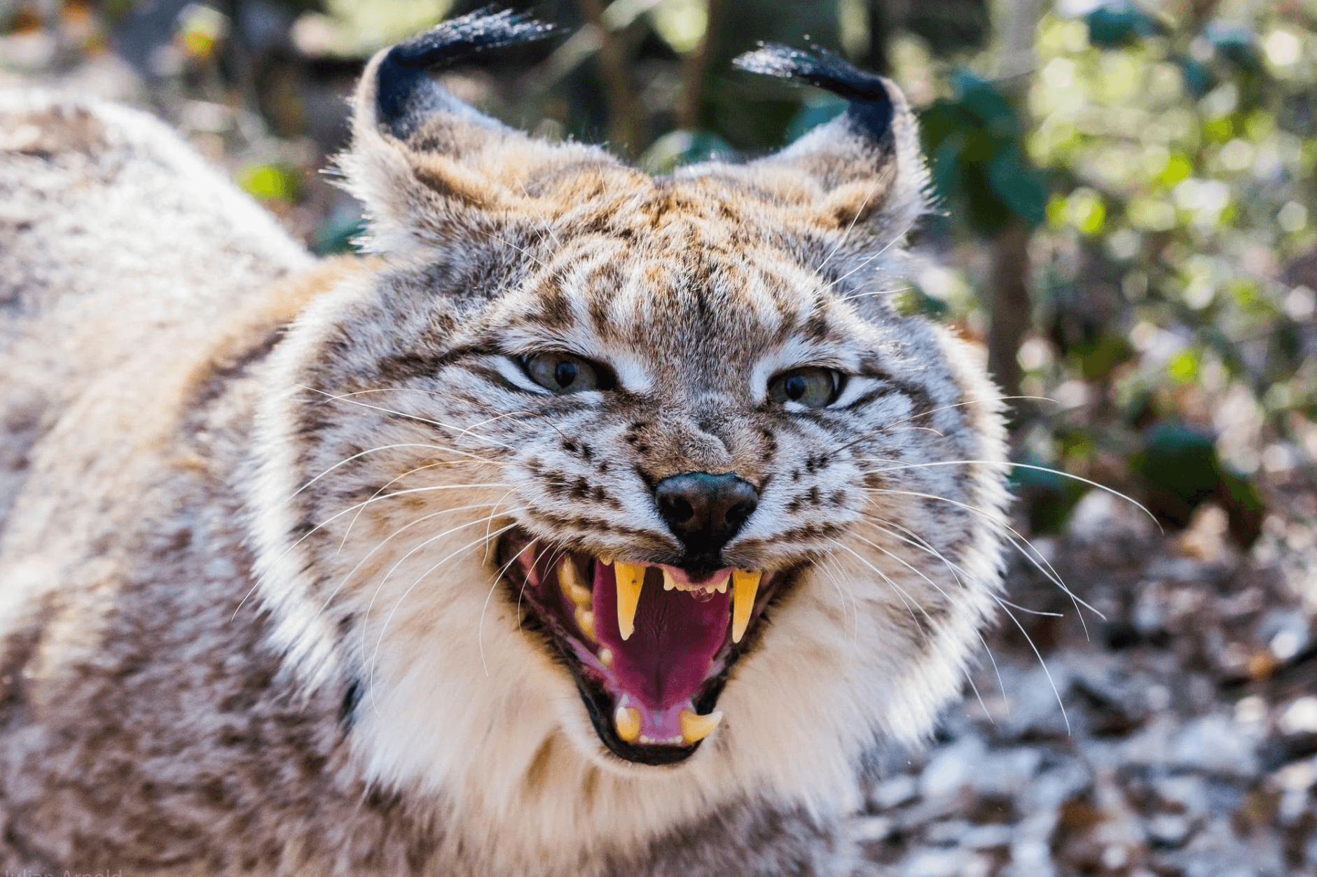 Lynx