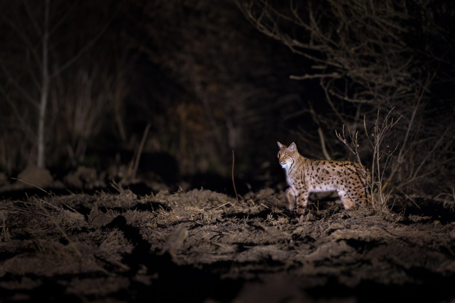Lynx in una caccia notturna
