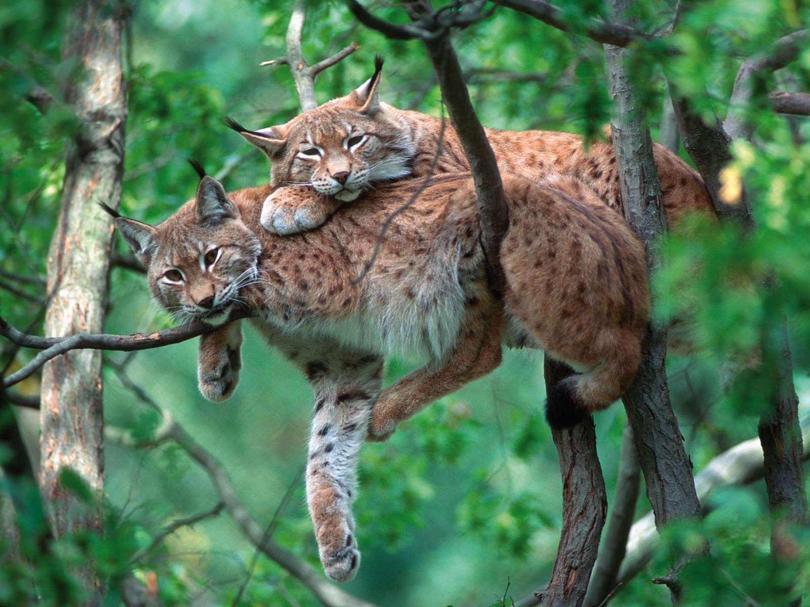 Lynx appoggiata sui rami
