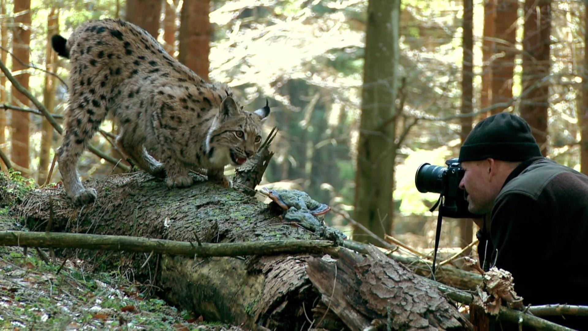 Lince e uomo