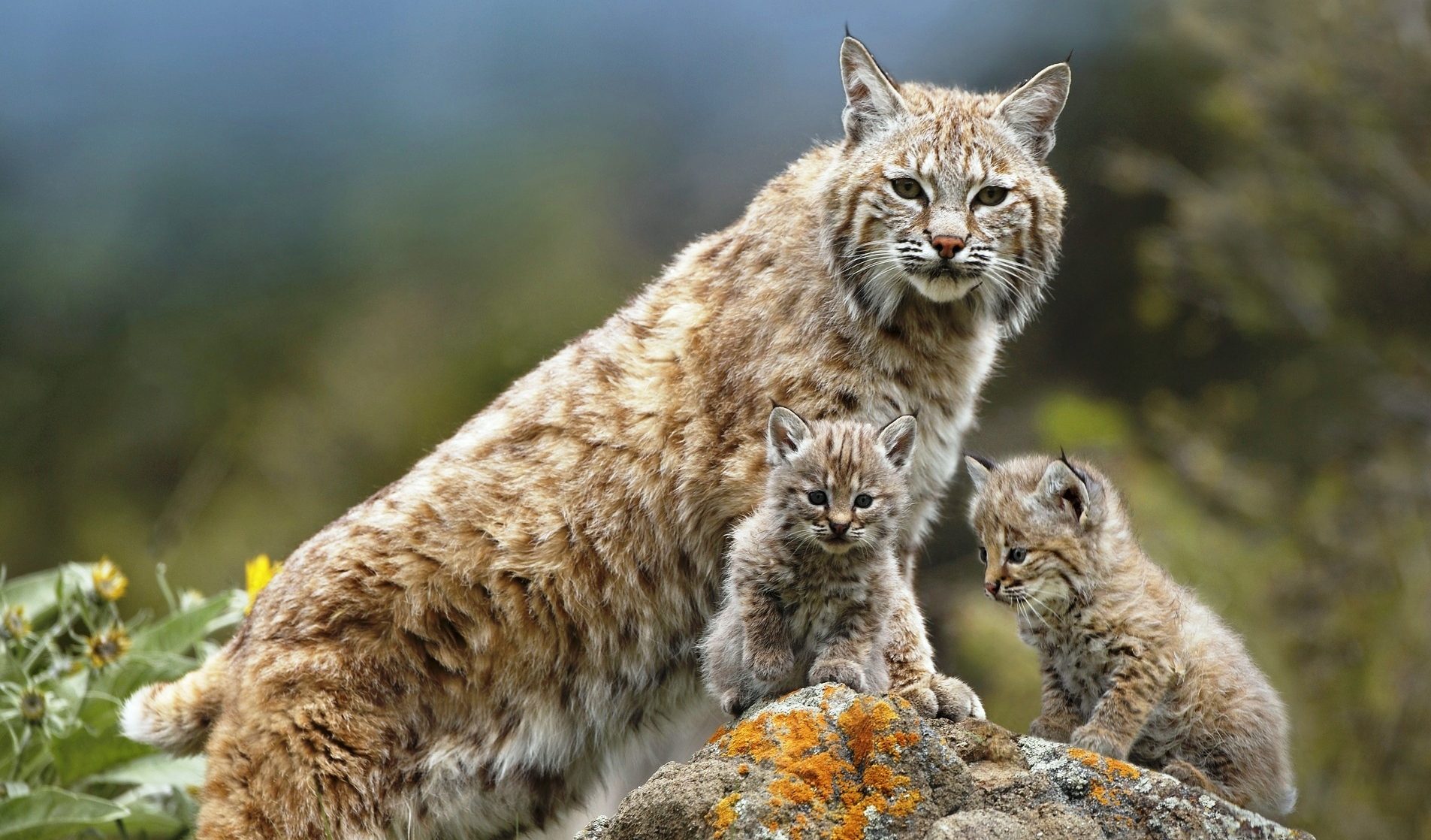 Lince con lince