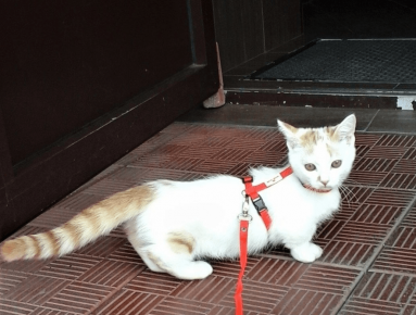 gatto Manchikin cammina nell'imbracatura