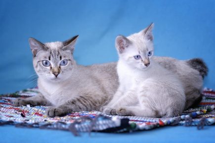 Mekong Bobtail - un gatto con un gattino