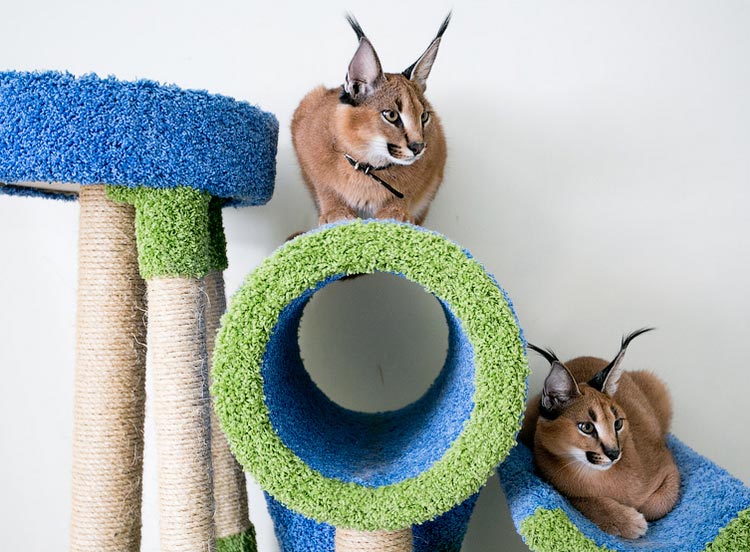 Gatti di razza Caracal in casa