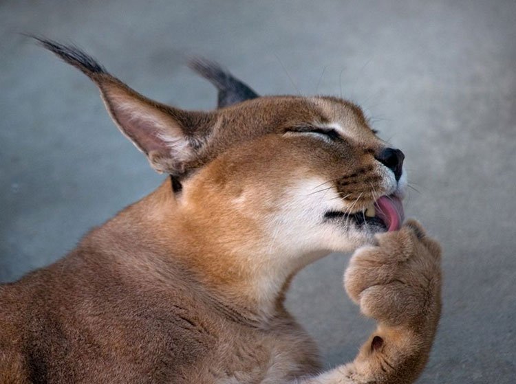 Caracal si sta lavando