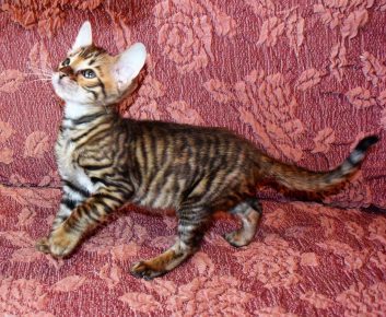 Gattino di razza Toyger