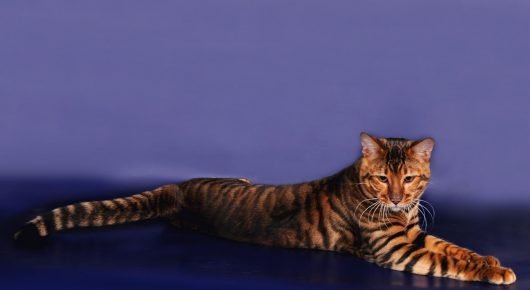 Gatto Toyger a riposo