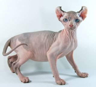 gatto di razza elfo