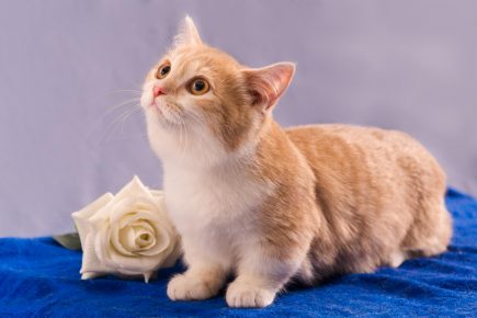 Munchkin - un gatto dai piedi corti