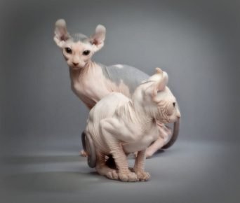 Gatti elfi