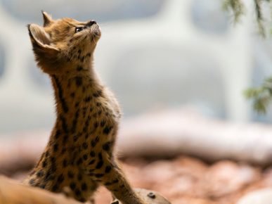 Gattino serval