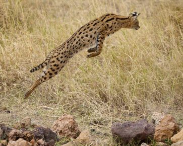 Serval nel salto per la preda