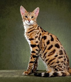 Gatto della savana