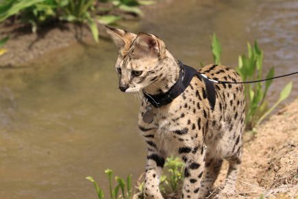 Gatto della savana a passeggio al guinzaglio