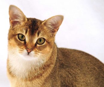 Gatto di razza gattino