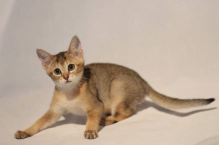 Gattino Chausie