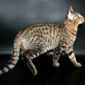 Gatto di razza Serengeti
