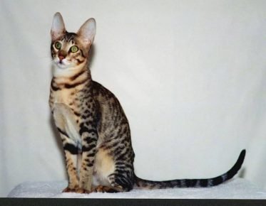 Gatto da serval