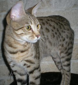 Il gatto Serengeti sta guardando attentamente qualcosa