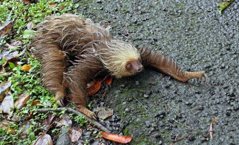 Bradipo per terra