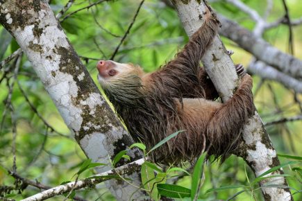 Slothful