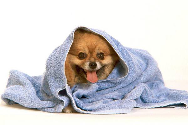 Shampoo per cani