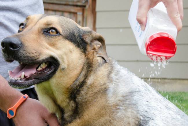 Shampoo secco per cani