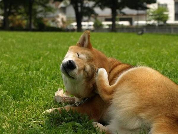 Shampoo per pulci per cani leggi l'articolo