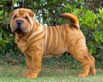 Shar Pei cinese Shar-Pei, Shar-Pei, cane da combattimento cinese
