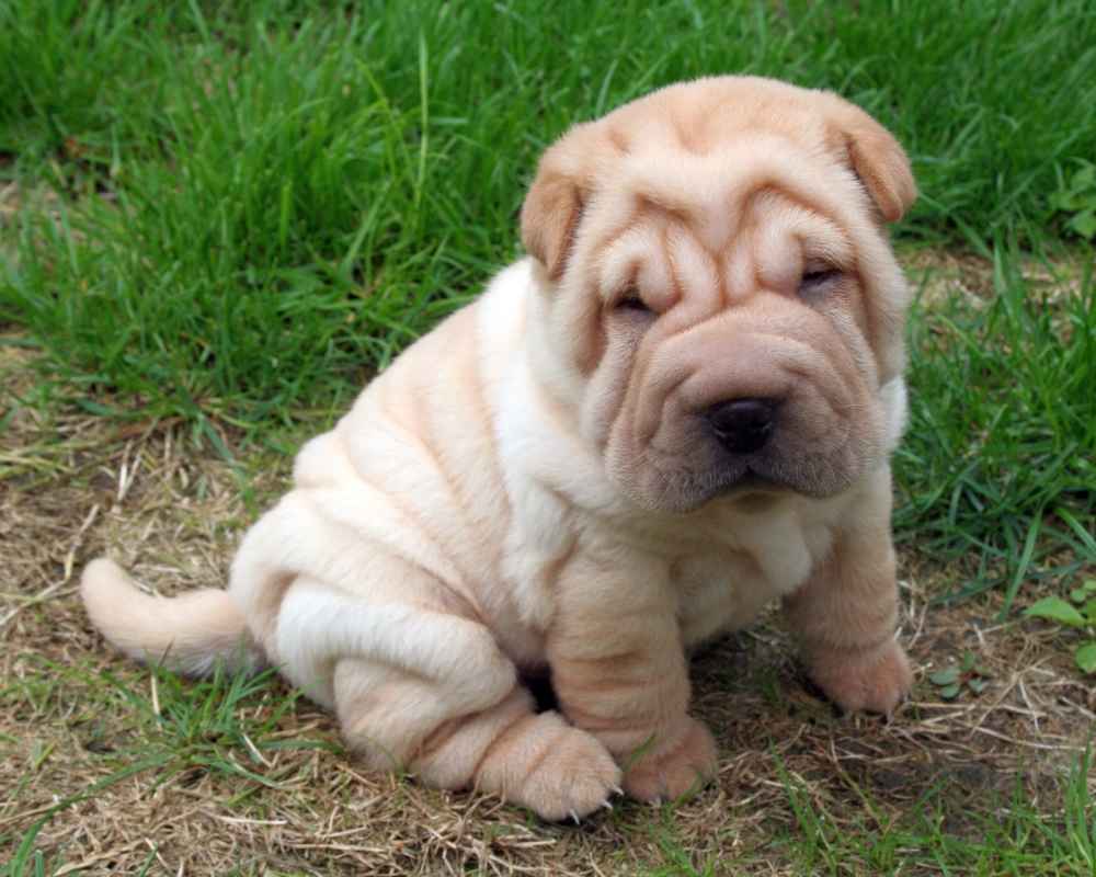 Cucciolo Shar Pei - foto