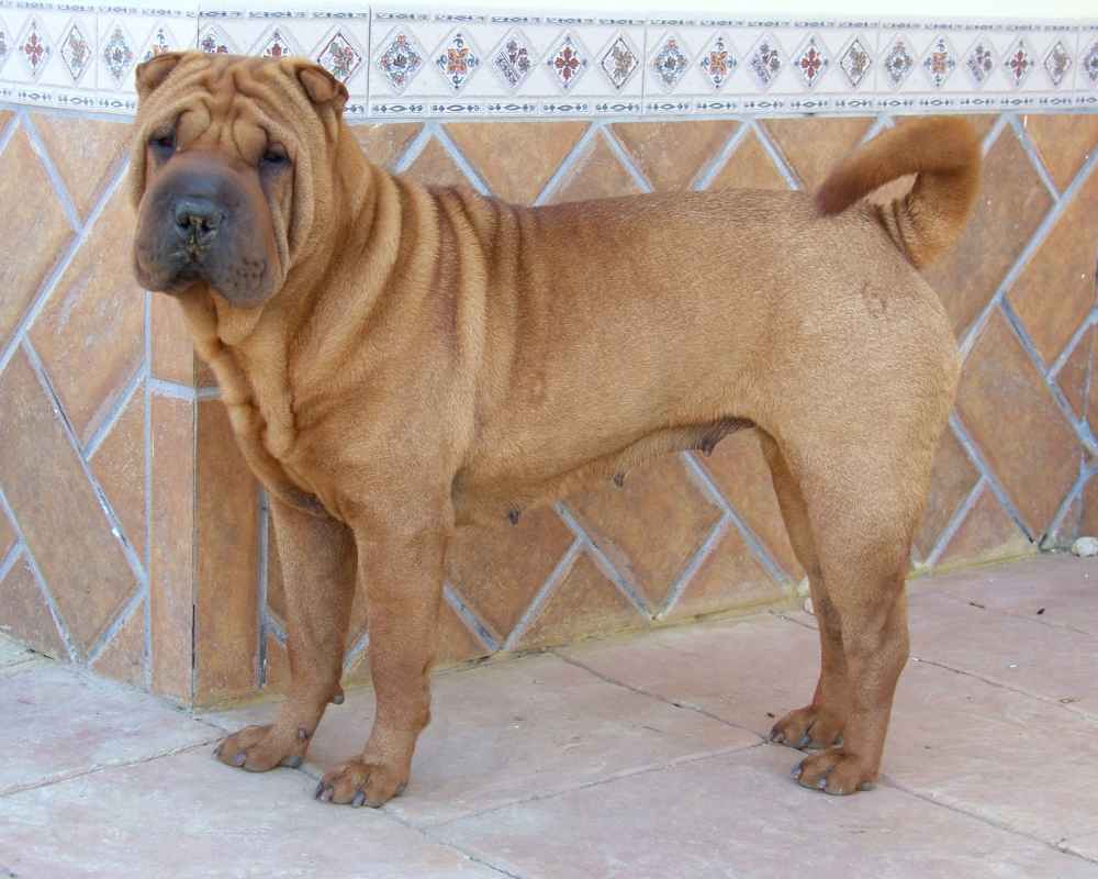 Shar Pei - foto