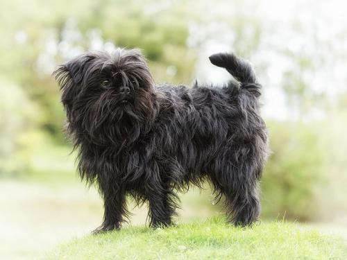 Cuccioli di piccola taglia - cani che rimangono piccolo