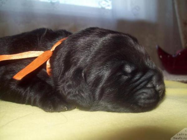 Cuccioli di Terranova - foto e crescita da 1 a 6 mese