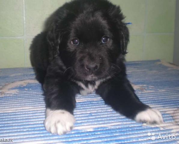 Cuccioli di Terranova - foto e crescita da 1 a 6 mese