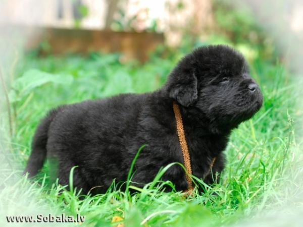 Cuccioli di Terranova - foto e crescita da 1 a 6 mese