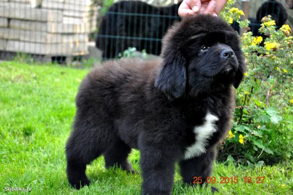 Cuccioli di Terranova - foto e crescita da 1 a 6 mese