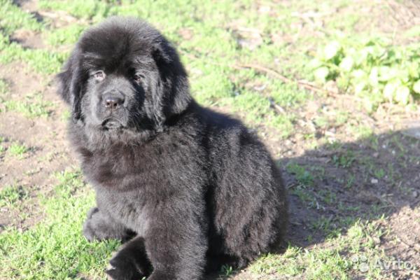 Cuccioli di Terranova - foto e crescita da 1 a 6 mese