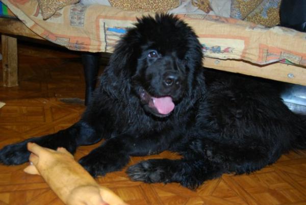 Cuccioli di Terranova - foto e crescita da 1 a 6 mese