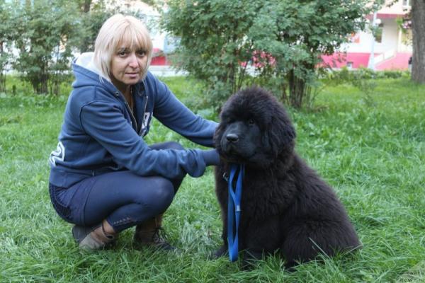 Cuccioli di Terranova - foto e crescita da 1 a 6 mese