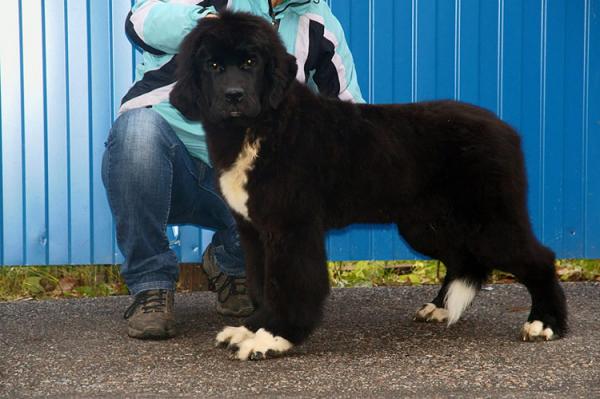Cuccioli di Terranova - foto e crescita da 1 a 6 mese